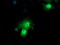 Peptidyl-prolyl cis-trans isomerase-like 3 antibody, LS-C174297, Lifespan Biosciences, Immunofluorescence image 