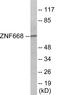 Zinc Finger Protein 668 antibody, EKC1901, Boster Biological Technology, Western Blot image 