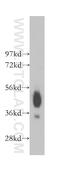 Basigin (Ok Blood Group) antibody, 11989-1-AP, Proteintech Group, Western Blot image 