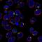 Iroquois Homeobox 1 antibody, HPA043160, Atlas Antibodies, Immunocytochemistry image 