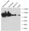 Dynamin-1-like protein antibody, FNab02541, FineTest, Western Blot image 