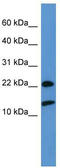 Ubiquitin-40S ribosomal protein S27a antibody, TA342609, Origene, Western Blot image 