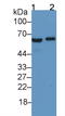 Solute Carrier Family 40 Member 1 antibody, LS-C711558, Lifespan Biosciences, Western Blot image 