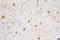 Heparin-binding growth factor 1 antibody, LS-C199853, Lifespan Biosciences, Immunohistochemistry paraffin image 