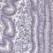 BTB Domain And CNC Homolog 1 antibody, HPA034949, Atlas Antibodies, Immunohistochemistry frozen image 
