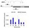 Interferon regulatory factor 2 antibody, 700226, Invitrogen Antibodies, Chromatin Immunoprecipitation image 