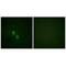 Heterogeneous Nuclear Ribonucleoprotein D antibody, A02895, Boster Biological Technology, Immunofluorescence image 
