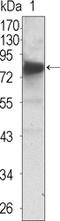 NT-3 growth factor receptor antibody, M02502, Boster Biological Technology, Western Blot image 