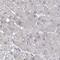 Zinc Finger CCCH-Type Containing 8 antibody, NBP2-33980, Novus Biologicals, Immunohistochemistry frozen image 