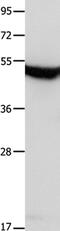 Melatonin receptor type 1A antibody, PA5-50522, Invitrogen Antibodies, Western Blot image 