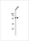 Lysine Acetyltransferase 7 antibody, PA5-11255, Invitrogen Antibodies, Western Blot image 
