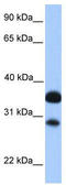 MRG-1 antibody, TA339120, Origene, Western Blot image 