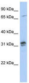 H1 Histone Family Member O Oocyte Specific antibody, TA337813, Origene, Western Blot image 