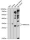 Metabolism Of Cobalamin Associated C antibody, GTX64889, GeneTex, Western Blot image 