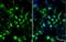 HA tag antibody, NBP2-43714, Novus Biologicals, Immunocytochemistry image 