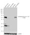 Cytochrome P450 Family 3 Subfamily A Member 4 antibody, GTX15836, GeneTex, Western Blot image 