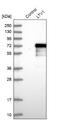 LTV1 Ribosome Biogenesis Factor antibody, NBP1-86735, Novus Biologicals, Western Blot image 