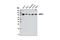 FACT antibody, 13421S, Cell Signaling Technology, Western Blot image 