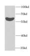 EYA Transcriptional Coactivator And Phosphatase 3 antibody, FNab02915, FineTest, Western Blot image 