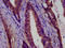 Protocadherin-11 X-linked antibody, LS-C673568, Lifespan Biosciences, Immunohistochemistry paraffin image 