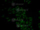 Cathepsin E antibody, A2678, ABclonal Technology, Immunofluorescence image 