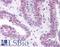 Lecithin-Cholesterol Acyltransferase antibody, LS-B252, Lifespan Biosciences, Immunohistochemistry paraffin image 