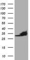 Proteasome subunit alpha type-4 antibody, TA504023, Origene, Western Blot image 