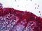 Free Fatty Acid Receptor 4 antibody, 46-950, ProSci, Immunohistochemistry frozen image 