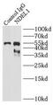 NudE Neurodevelopment Protein 1 Like 1 antibody, FNab05601, FineTest, Immunoprecipitation image 
