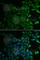 ES1 protein homolog, mitochondrial antibody, A6429, ABclonal Technology, Immunofluorescence image 