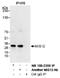 MIS12 Kinetochore Complex Component antibody, NB100-2358, Novus Biologicals, Immunoprecipitation image 