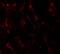 GH3 Domain Containing antibody, 7061, ProSci, Immunofluorescence image 