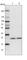 Zinc Finger Matrin-Type 2 antibody, HPA036518, Atlas Antibodies, Western Blot image 