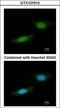Nemo Like Kinase antibody, LS-C185921, Lifespan Biosciences, Immunocytochemistry image 