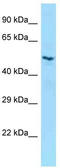 Leukocyte immunoglobulin-like receptor 8 antibody, TA343324, Origene, Western Blot image 