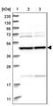 BRO1 Domain And CAAX Motif Containing antibody, PA5-56748, Invitrogen Antibodies, Western Blot image 