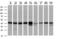 Serpin Family B Member 6 antibody, MA5-25823, Invitrogen Antibodies, Western Blot image 