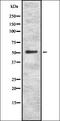 Nucleus Accumbens Associated 1 antibody, orb335260, Biorbyt, Western Blot image 