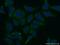 Pregnancy Specific Beta-1-Glycoprotein 11 antibody, 16352-1-AP, Proteintech Group, Immunofluorescence image 