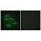 Serine incorporator 3 antibody, A05936, Boster Biological Technology, Immunohistochemistry paraffin image 