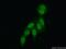 DNA replication complex GINS protein PSF2 antibody, 16247-1-AP, Proteintech Group, Immunofluorescence image 