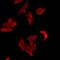 Low Density Lipoprotein Receptor Adaptor Protein 1 antibody, orb412543, Biorbyt, Immunocytochemistry image 