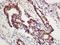 POLG antibody, orb156612, Biorbyt, Immunohistochemistry paraffin image 