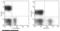CD19 antibody, 11880-MM17-P, Sino Biological, Flow Cytometry image 