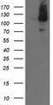 ERCC Excision Repair 4, Endonuclease Catalytic Subunit antibody, TA503324, Origene, Western Blot image 