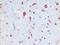 ER-beta antibody, AM21050PU-N, Origene, Immunohistochemistry frozen image 