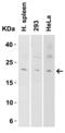 Interleukin 9 antibody, 7495, ProSci Inc, Western Blot image 