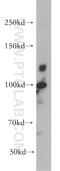 Cadherin 1 antibody, 20648-1-AP, Proteintech Group, Western Blot image 