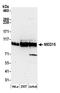 Mediator Complex Subunit 15 antibody, A302-423A, Bethyl Labs, Western Blot image 