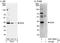 DnaJ Heat Shock Protein Family (Hsp40) Member C9 antibody, A301-840A, Bethyl Labs, Western Blot image 